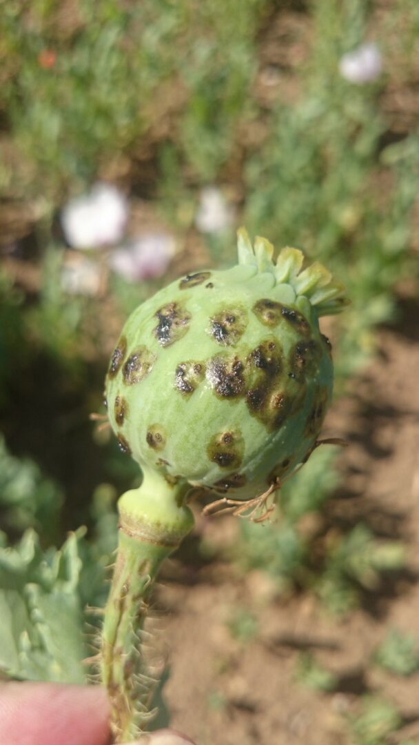 Helminthosporium papaveris