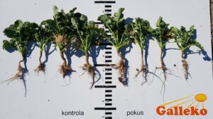 Obr. 2 Repka ozimná, ES Imperio. Vpravo Galleko koreň a Galleko univerzál (0,4 + 0,4 l/ha), vľavo kontrola. Foto 7.4.2020, NPPC – VÚRV, VŠS Vígľaš – Pstruša (okres Detva, SR).