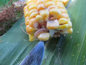 foto4_Larva vijačky napadá rostliny u klas kukuřice
