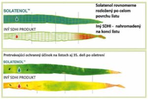 Úplne bezkonkurenčná je účinnosť SOLATENOLuTM predovšetkým na septórie a hrdze.